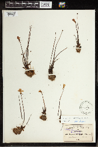 Pinguicula filifolia image