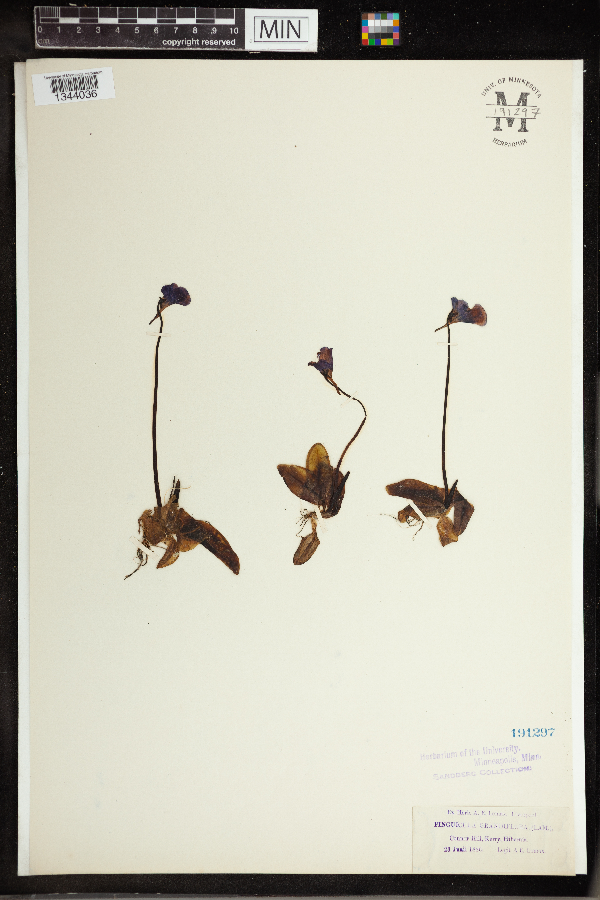 Pinguicula grandiflora image