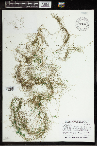 Utricularia gibba image