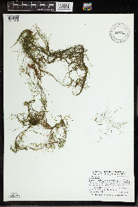 Utricularia gibba image