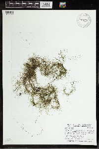 Utricularia gibba image