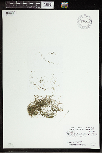 Utricularia gibba image