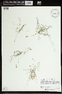 Utricularia gibba image