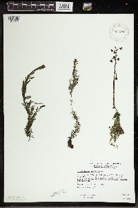 Utricularia vulgaris image