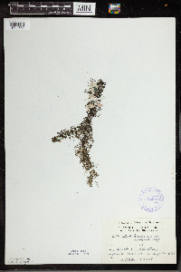 Utricularia vulgaris image