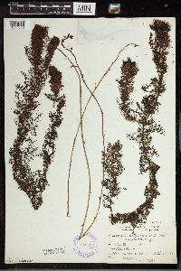 Utricularia vulgaris image