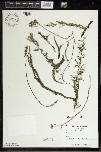 Utricularia vulgaris image