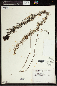 Utricularia vulgaris image