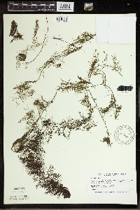 Utricularia vulgaris image