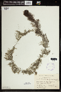 Utricularia vulgaris image