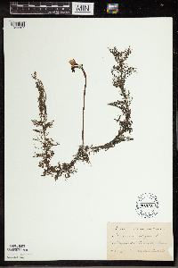 Utricularia vulgaris image