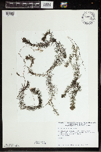 Utricularia vulgaris image