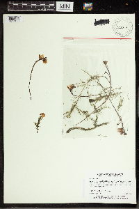 Utricularia vulgaris image