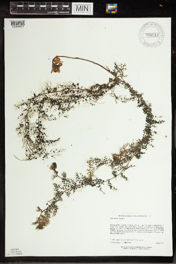 Utricularia vulgaris image