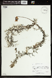 Utricularia vulgaris image