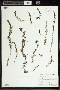 Utricularia vulgaris image