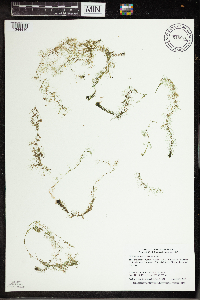 Utricularia vulgaris image