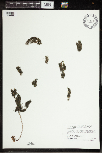 Utricularia vulgaris image