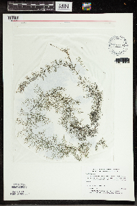 Utricularia vulgaris image