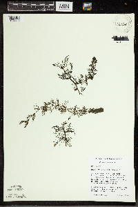 Utricularia vulgaris image