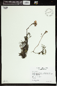 Utricularia vulgaris image