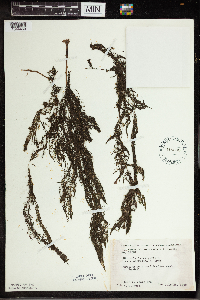 Utricularia vulgaris image