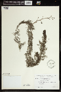 Utricularia vulgaris image