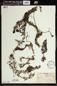 Utricularia vulgaris image