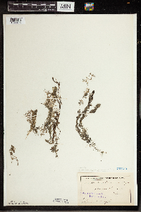 Utricularia vulgaris image