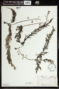 Utricularia vulgaris image