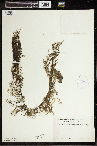 Utricularia vulgaris image