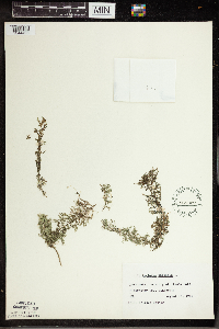 Utricularia vulgaris image