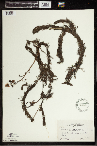 Utricularia vulgaris image