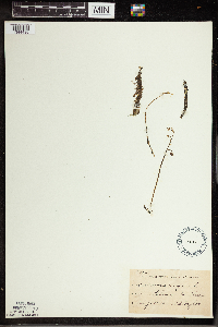 Utricularia vulgaris image