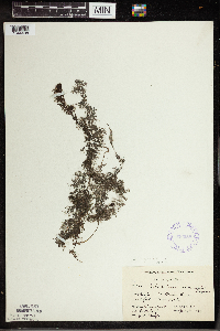 Utricularia vulgaris image