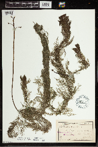 Utricularia vulgaris image