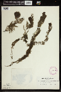 Utricularia vulgaris image