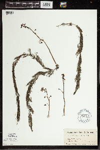 Utricularia vulgaris image