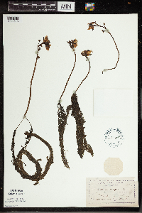 Utricularia vulgaris image