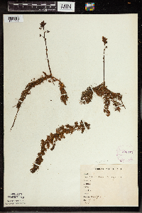 Utricularia vulgaris image