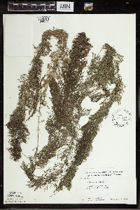 Utricularia vulgaris image