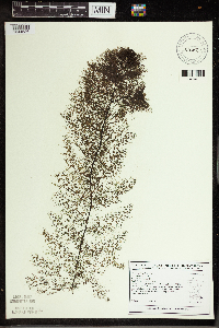 Utricularia vulgaris image