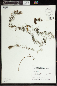 Utricularia vulgaris image