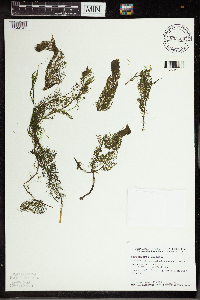 Utricularia vulgaris image