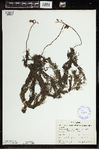 Utricularia vulgaris image