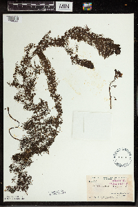 Utricularia vulgaris image