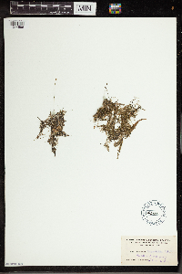 Utricularia gibba image