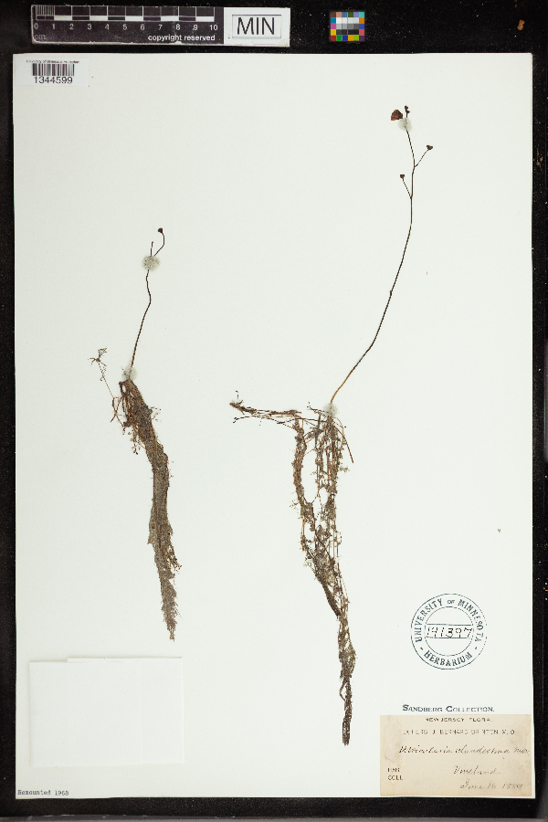 Utricularia clandestina image
