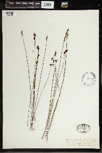 Utricularia cornuta image