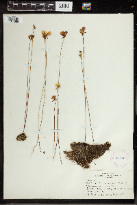 Utricularia cornuta image